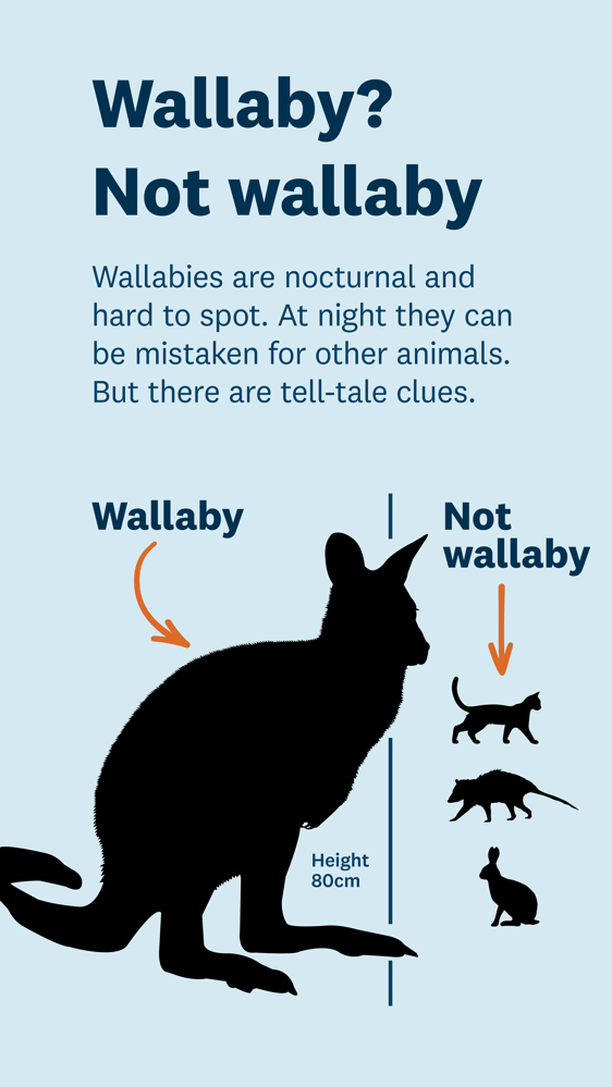 Wallaby not wallaby poster showing a black silhouette version of wallaby versus cat, possum and rabbit