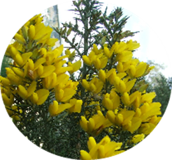 Close up of yellow gorse flowers on gorse bush