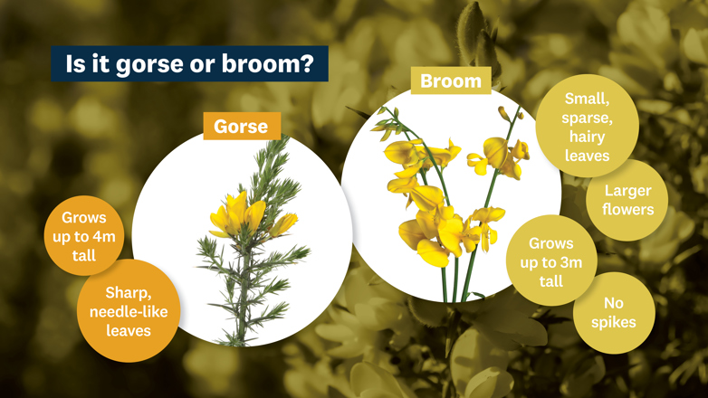 Image comparing gorse and broom characteristics. Text below contains more detailed information.