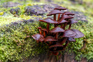 Mushrooms (Hypholoma Brunneum) In The Forest, South Island, New Zealand Adobestock 354145600