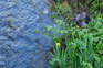 Yellow Iris And Dame's Rocket Adobestock 832621130