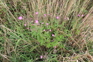 Great Willowherb Epilobium Hirsutum Photo Trevor James