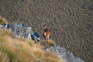 New Zealand Deer In Wild Adobestock 573115567