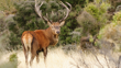 Red Deer In New Zealand Adobestock Web Tile