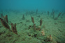 Spreading Fields Of Pest Club Tunicate Styela Clava On Flat Muddy Bottom Of Mahurangi Harbour Adobestock 134410940