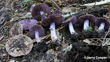 Cortinarius Minoscaurus. Photo Jerry Cooper Website Use Only