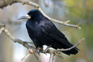 Rook ( Corvus Frugilegus) Sitting On A Branch Bird Adobestock 20663469