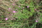 Great Willowherb Epilobium Hirsutum A Photo Trevor James