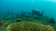 NIWA's Crispin Middleton Is Part Of The Team Monitoring The Caulerpa Infestation Photo Irene Middleton, NIWA