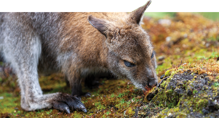 Wallaby destroying native vegetation