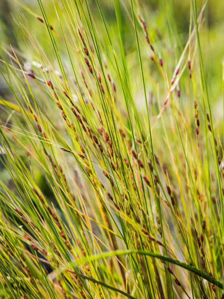 Nassella tussock flower seed heads are drooping and purplish occurring mid-spring to mid-summer.