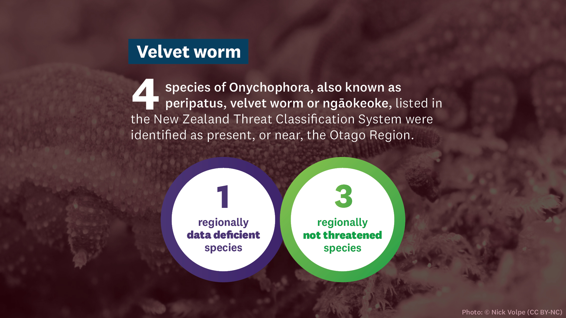 Infographic showing number of species of velvet worm