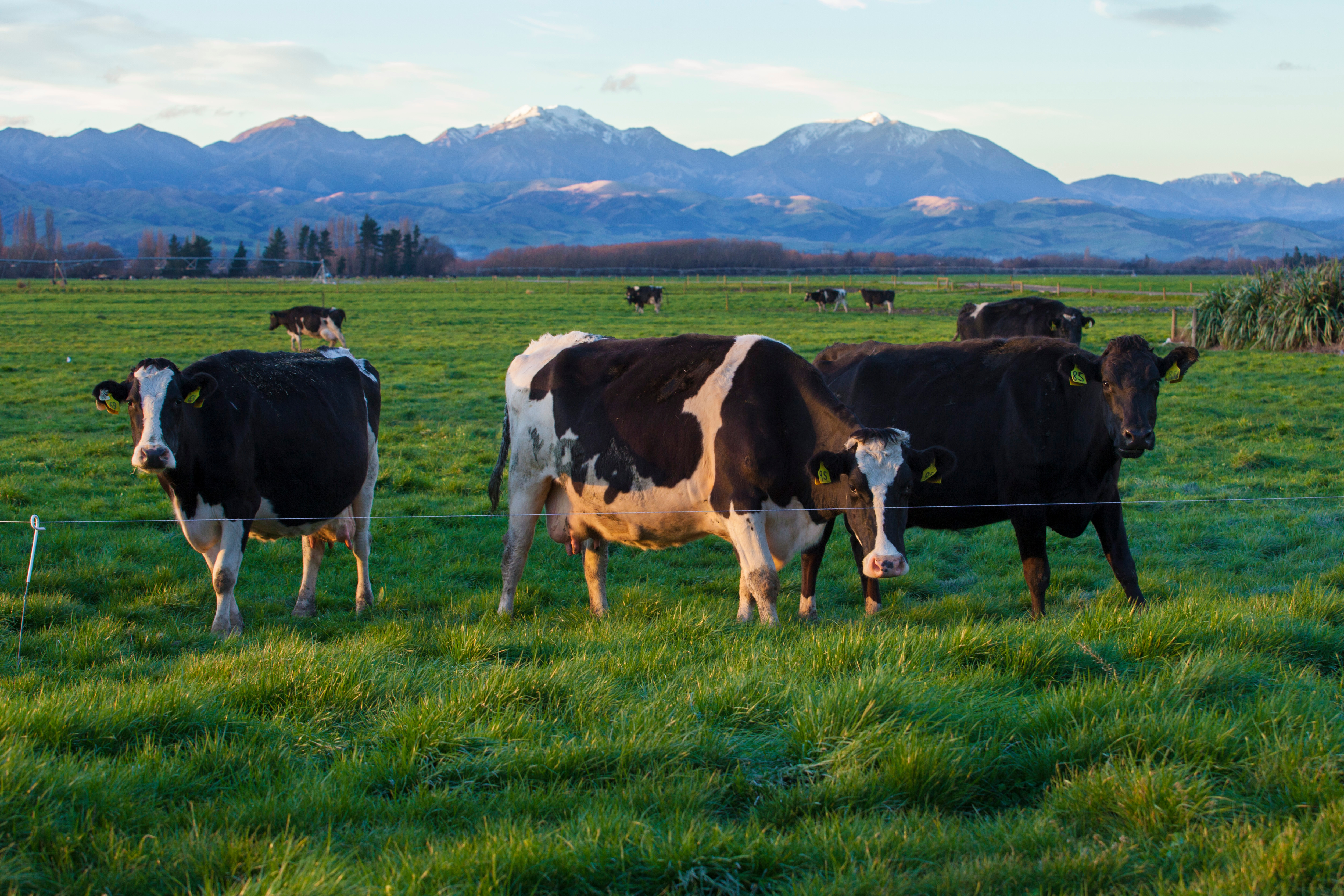 Cows Eating Grass In Farm Field Mountains In Background Adobestock 403661188