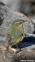 Rock Wren Pīwauwau Photo: Oscar Thomas [Biodiversity pages only]