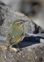 Rock Wren Pīwauwau Photo: Oscar Thomas [Biodiversity pages only]