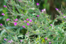 Great Willowherb Adobestock 520460086