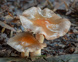 Cortinarius Rotundisporus Fungi Growing In Leaf Litter NSW, Australia Adobestock 388161715