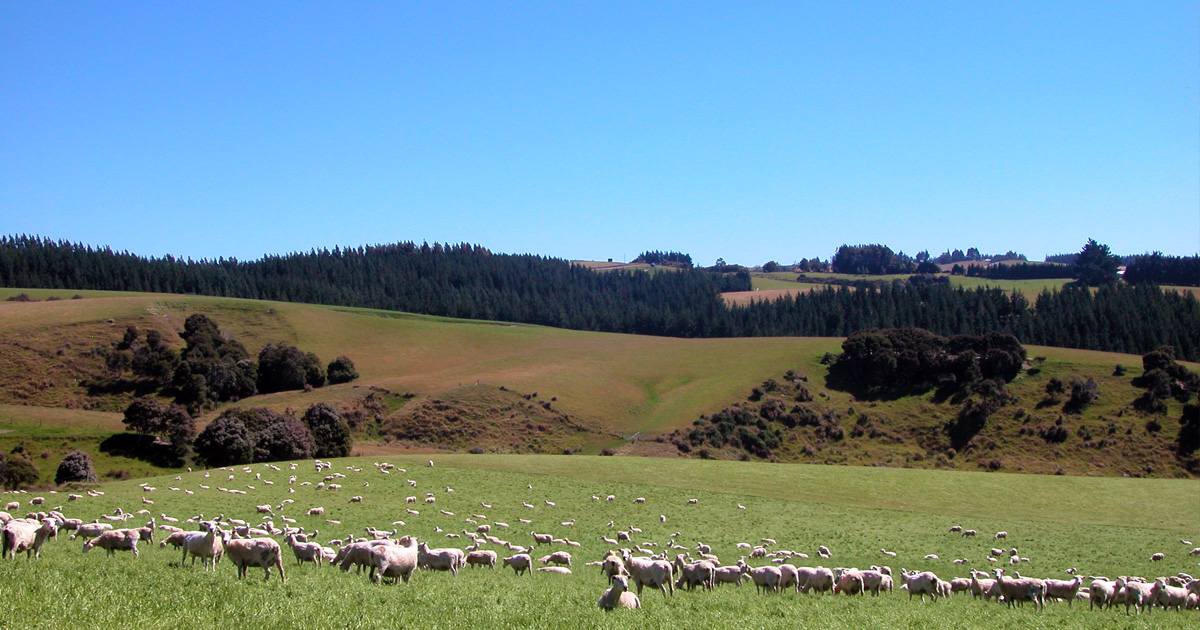 Sheep Grazing On Hills North Of Milton