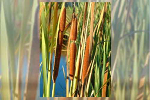 Raupo / bulrush (typha orientalis)