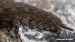 O. Viridimaculatus 1 Samuel Purdie Velvet Worms Website Use Only