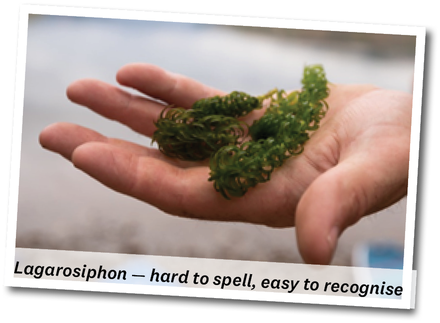 Lagarosiphon — hard to spell, easy to recognise - held in a hand