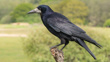 Rook On Branch Adobestock 274026879