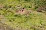 Feral Rabbit Warrens, NZ Farmlands Adobestock 238293338