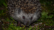 Hedgehog In Forest In Night Adobestock Web Tile