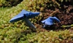 Closeup Shot Of Blue Entoloma Hochstetteri Mushrooms Adobestock 366472973