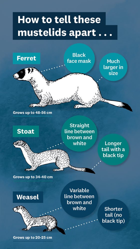 How to tell mustelids apart - ferret have black face mask, much larger. Stoats have straight line between brown and white fur, longer tail with a black tip. Weasel variable line between brown and white, shorter tail with no black tip