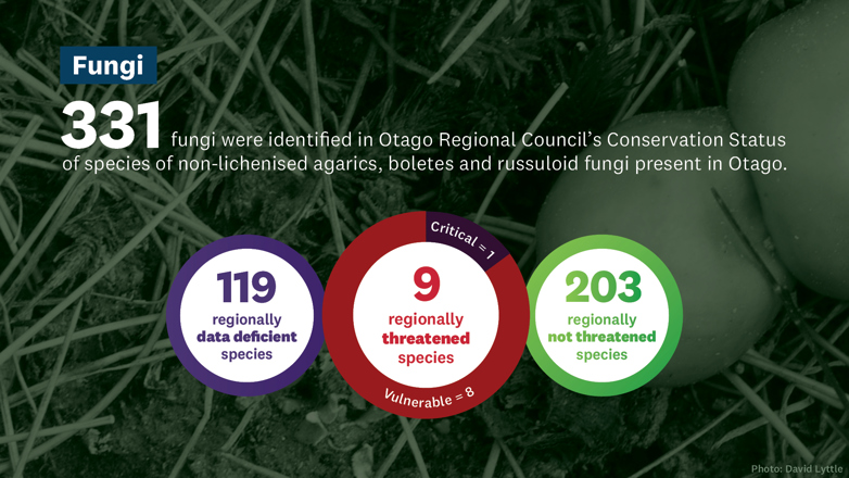 Info graphic showing the conservation status of species of fungi in Otago