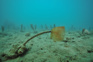 Mediterranean Fanworm Sabella Spallanzanii On Flat Muddy Bottom With Field Of Club Tunicates Styela Clava In Background Adobestock 134410605