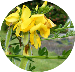 Close up of a yellow broom flower